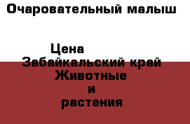 Очаровательный малыш › Цена ­ 5 000 - Забайкальский край Животные и растения » Кошки   